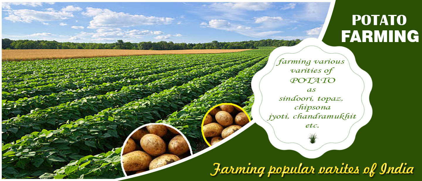 Potato Farming